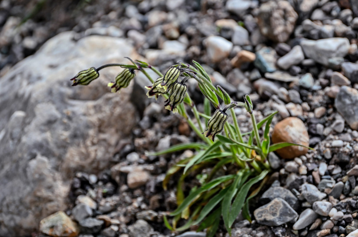 Image of Gastrolychnis gonosperma specimen.