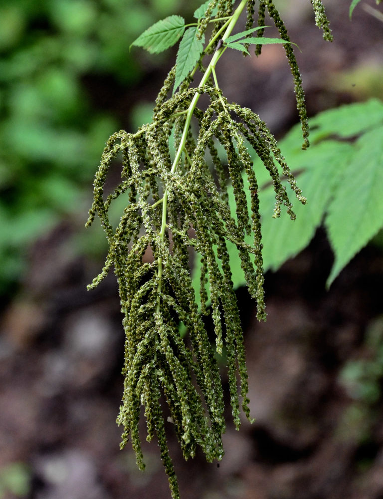 Изображение особи Aruncus dioicus.