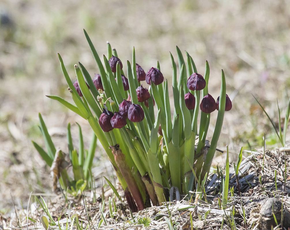 Изображение особи Allium atrosanguineum.