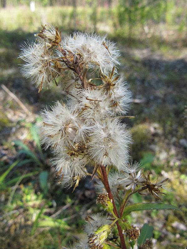 Image of Solidago virgaurea ssp. lapponica specimen.