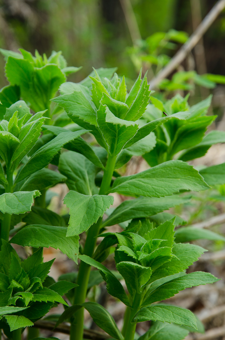 Изображение особи Adenophora liliifolia.