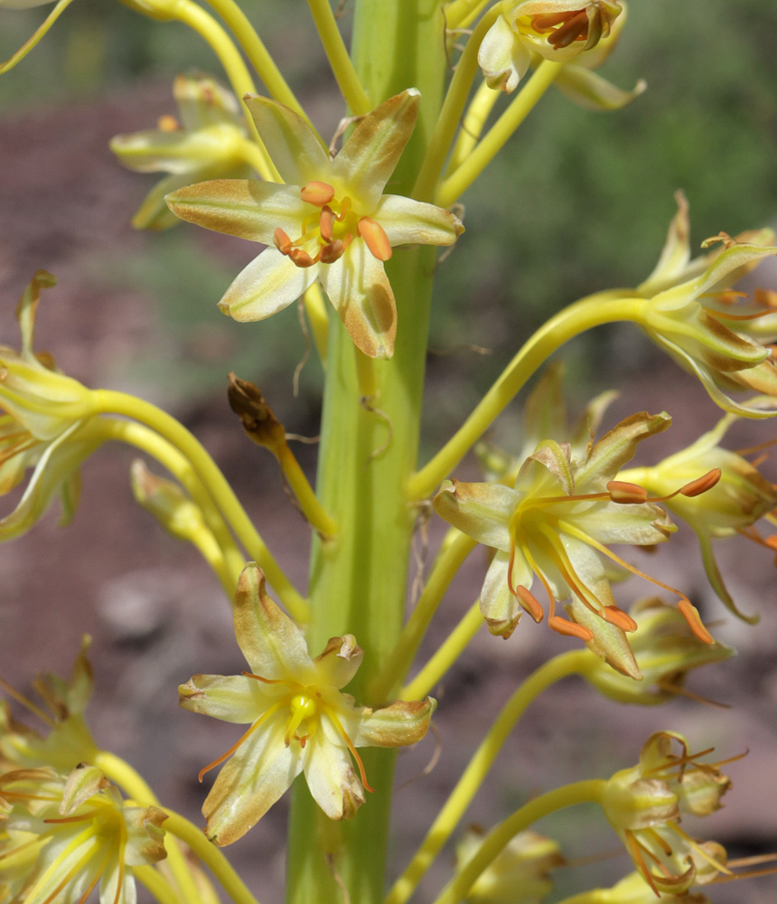 Изображение особи Eremurus fuscus.