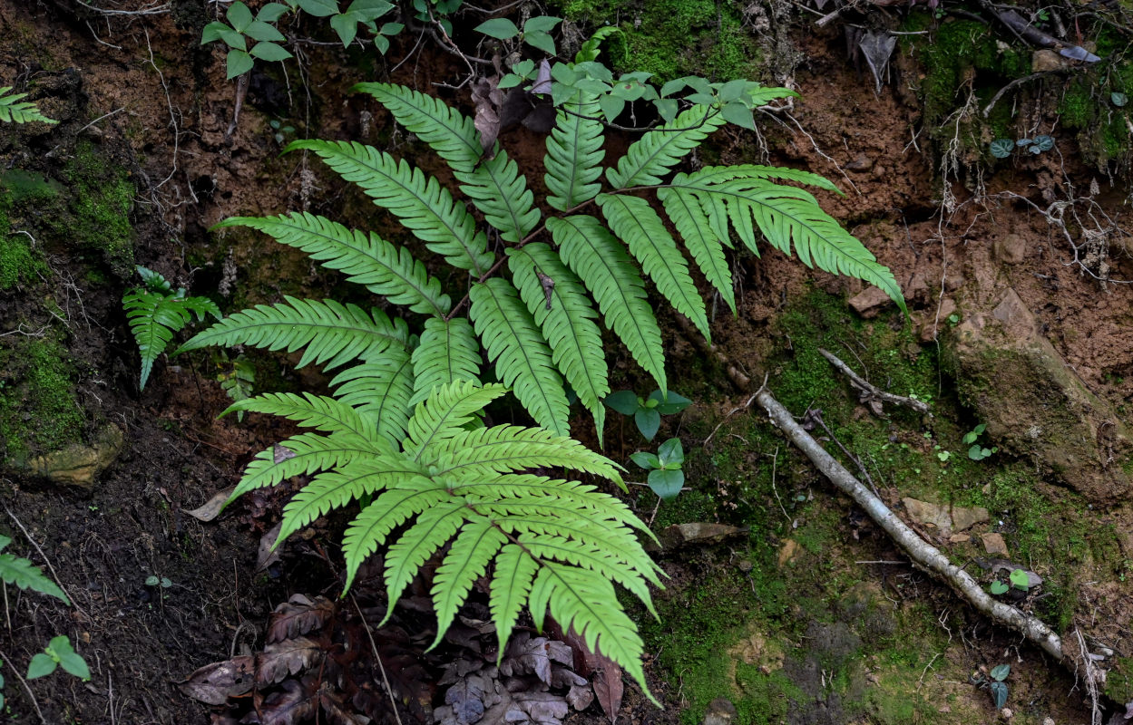 Image of Woodwardia japonica specimen.