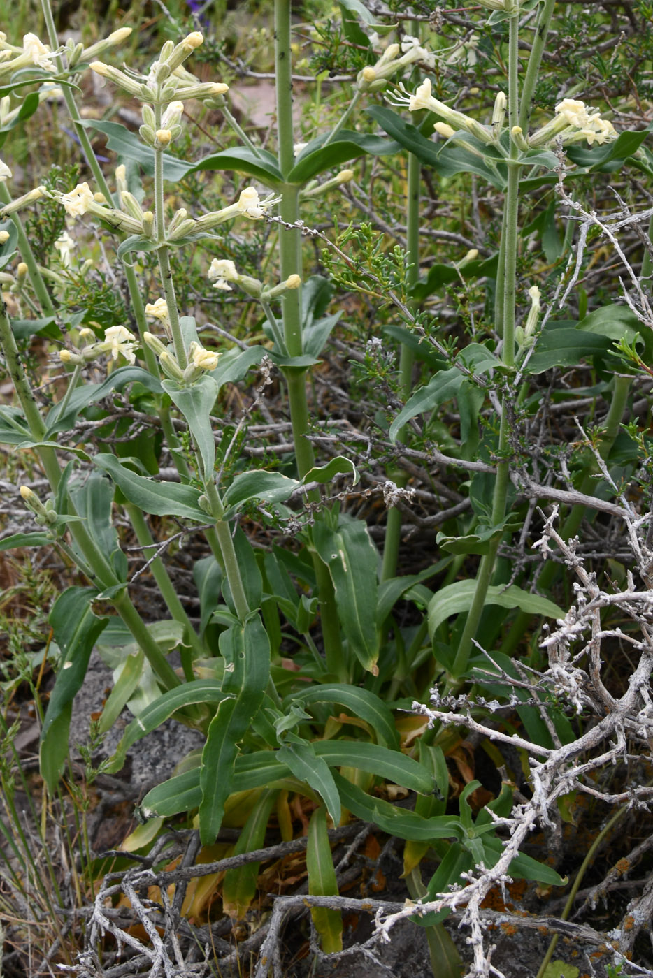 Image of Silene quadriloba specimen.