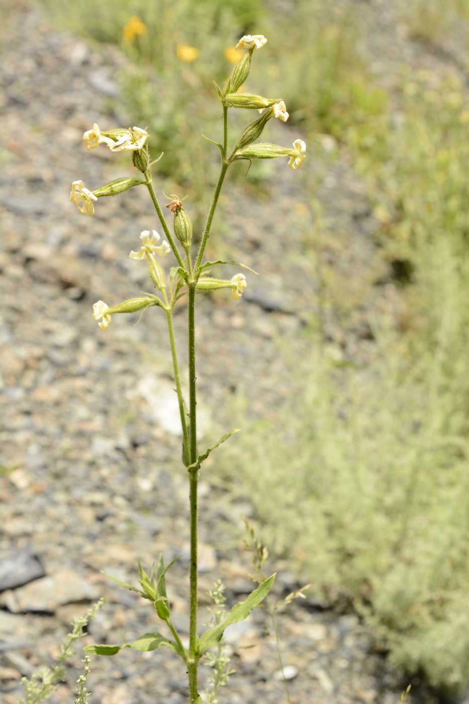 Image of Silene noctiflora specimen.