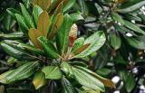 Magnolia grandiflora. Верхушка ветви с завязавшимся плодом. Китай, провинция Хунань, гора Тяньмэнь, в культуре. 09.06.2024.