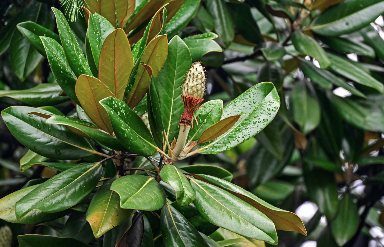 Image of Magnolia grandiflora specimen.