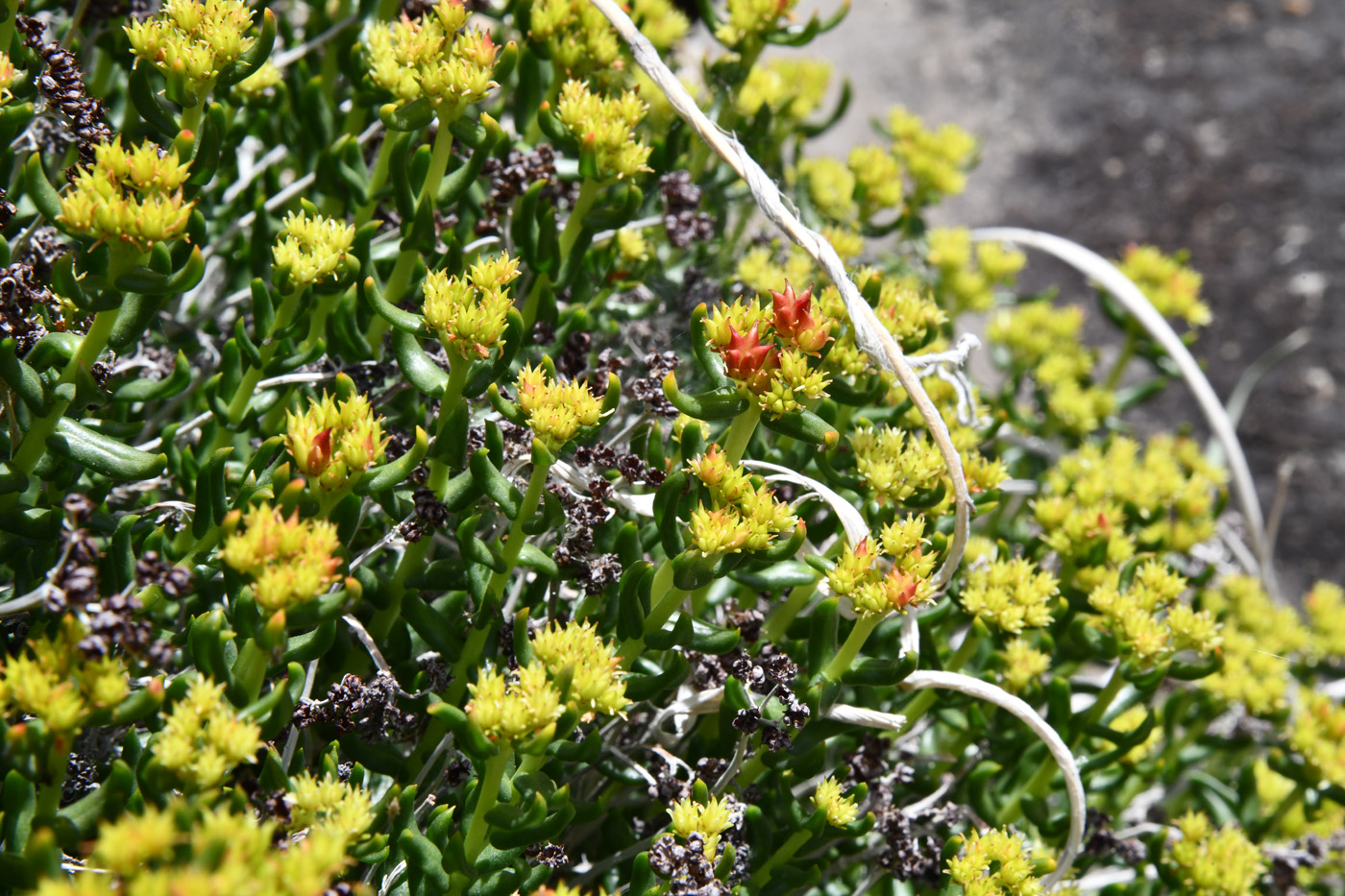 Image of Rhodiola gelida specimen.