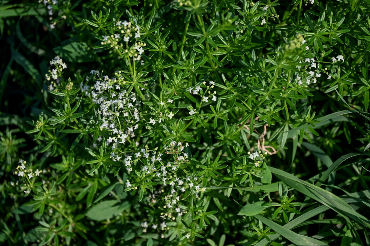 Изображение особи Galium mollugo.