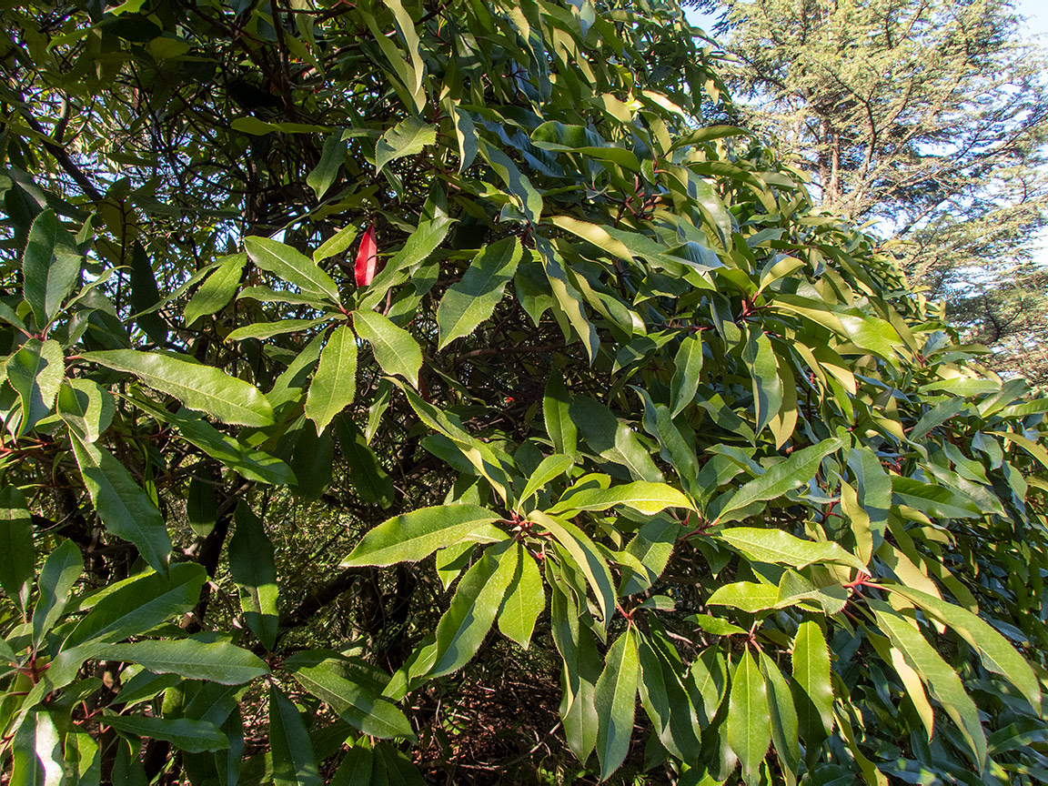 Image of Photinia serratifolia specimen.