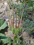 Erodium cicutarium