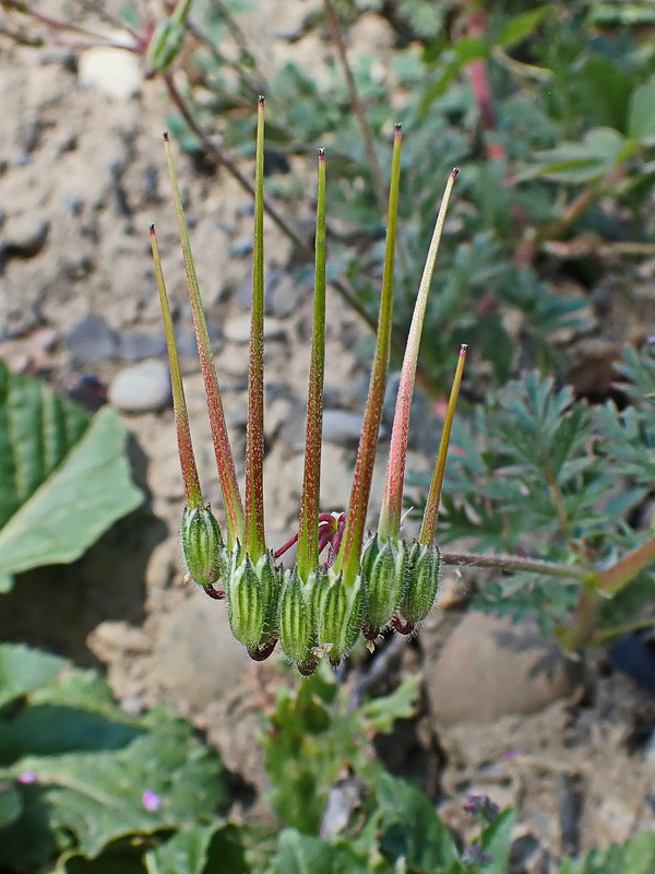 Изображение особи Erodium cicutarium.