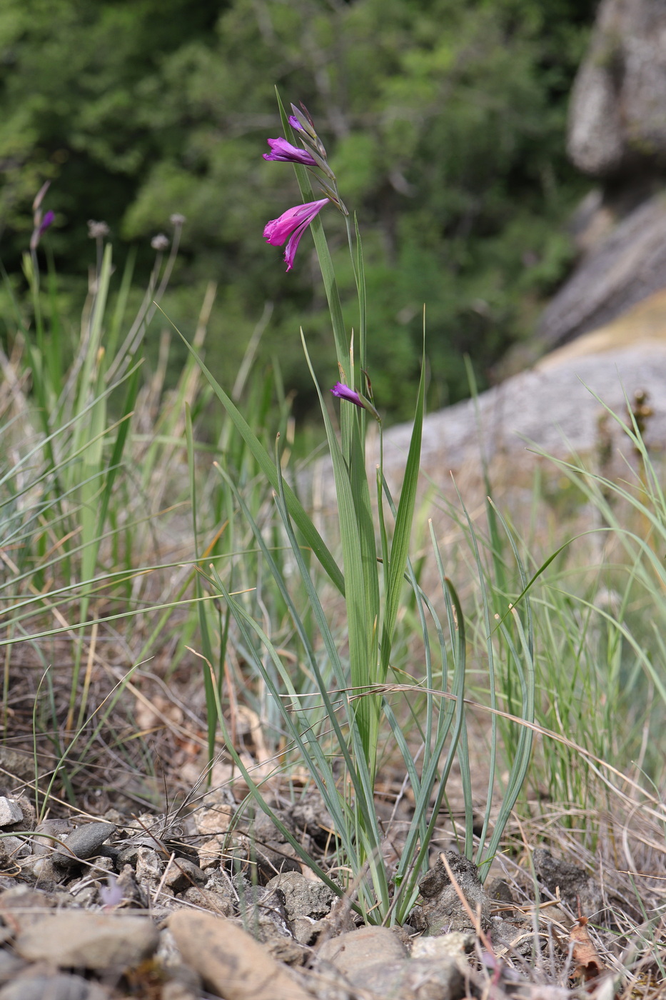 Image of Gladiolus tenuis specimen.