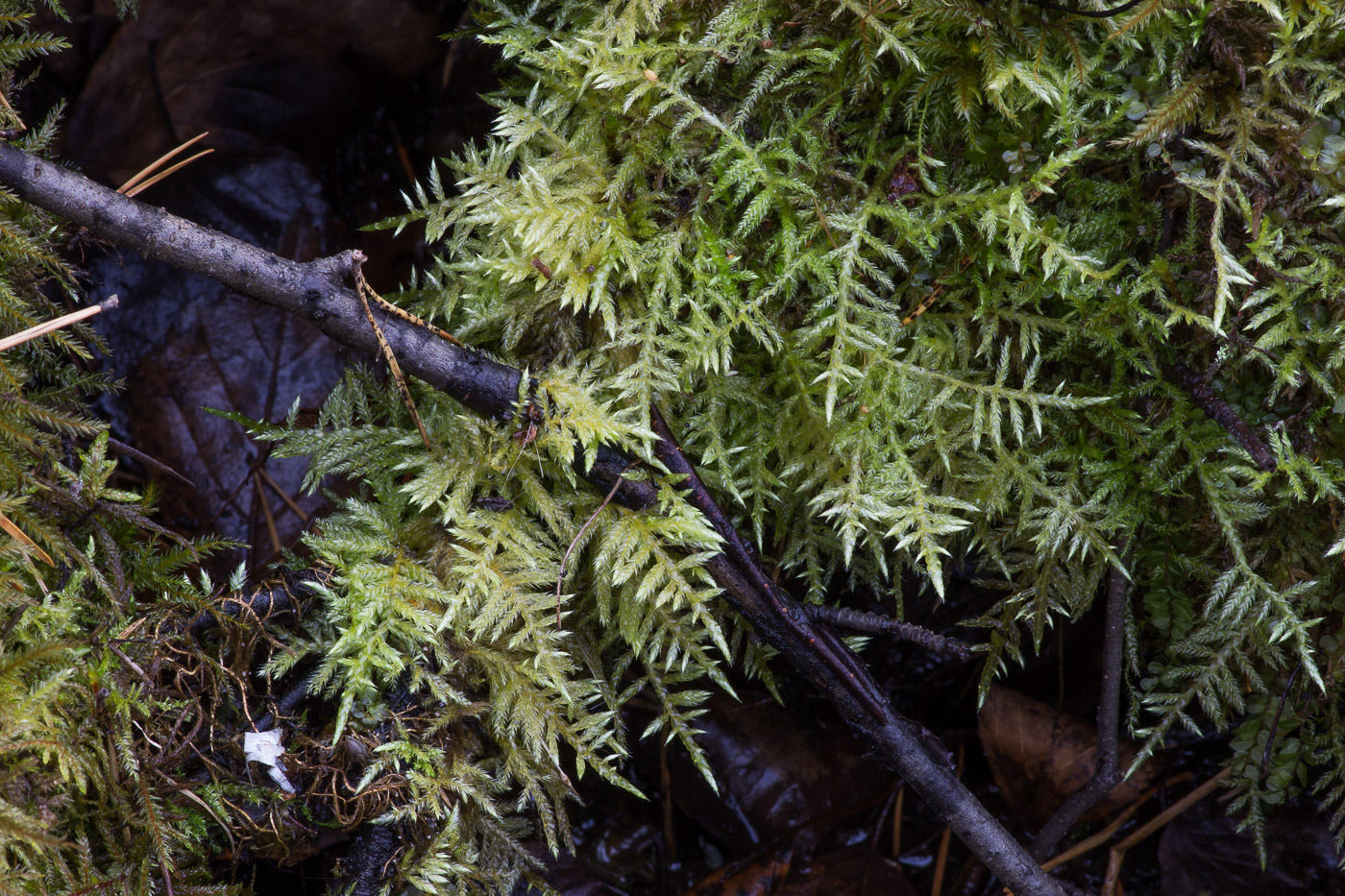 Image of Cirriphyllum piliferum specimen.