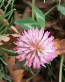 Trifolium pratense