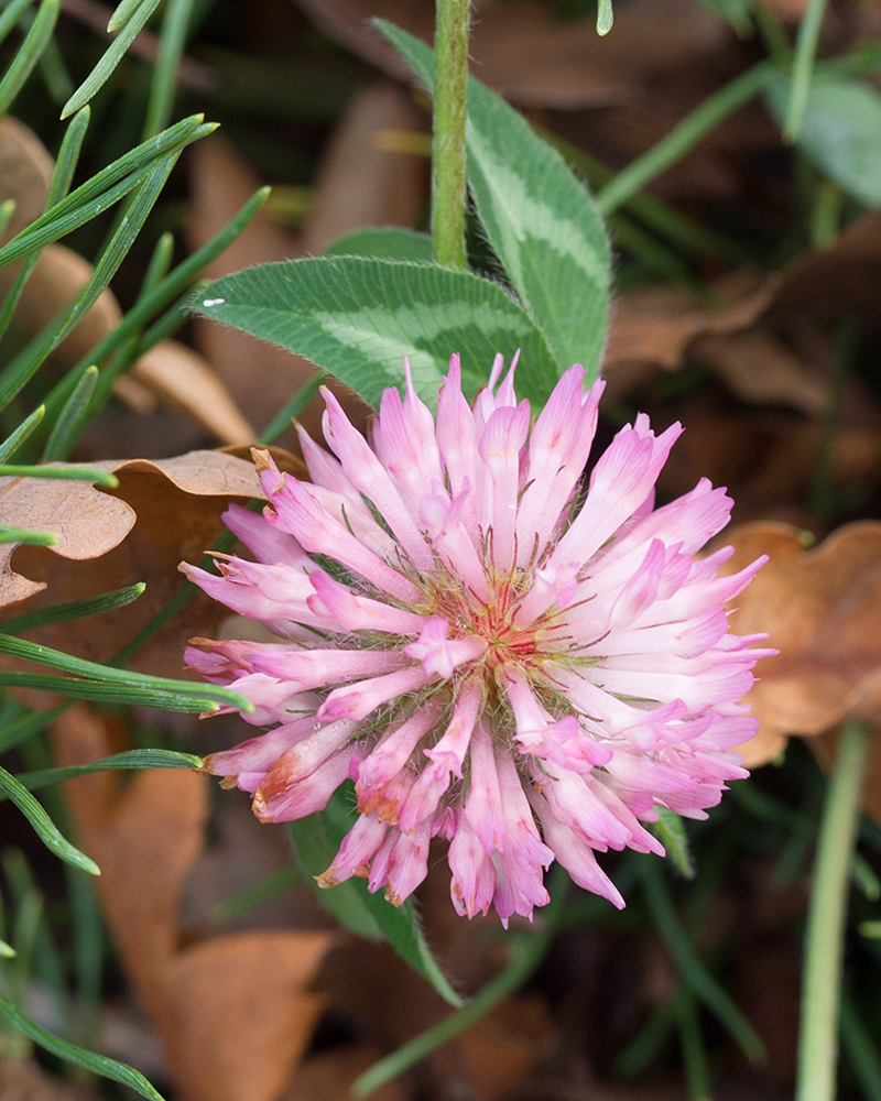 Изображение особи Trifolium pratense.