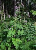 Arctium tomentosum. Цветущее растение. Вологодская обл., Кирилловский р-н, Ципина гора, опушка смешанного леса. 12.07.2024.