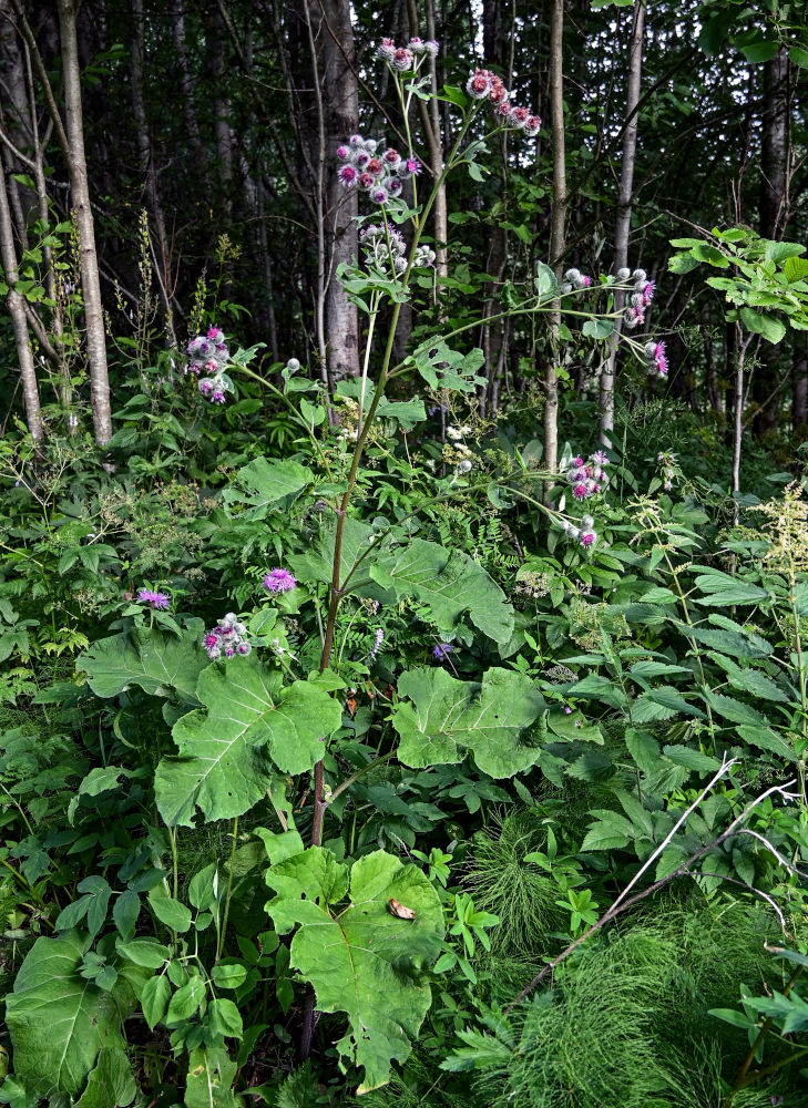 Изображение особи Arctium tomentosum.