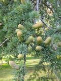 genus Cedrus. Часть ветки с молодыми шишками. Испания, г. Мадрид, озеленение. Сентябрь.