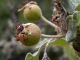 Pyrus elaeagrifolia. Незрелый плод. Крым, Южный Берег, окр. пос. Лесной, дубовое редколесье на косогоре. 26.05.2024.