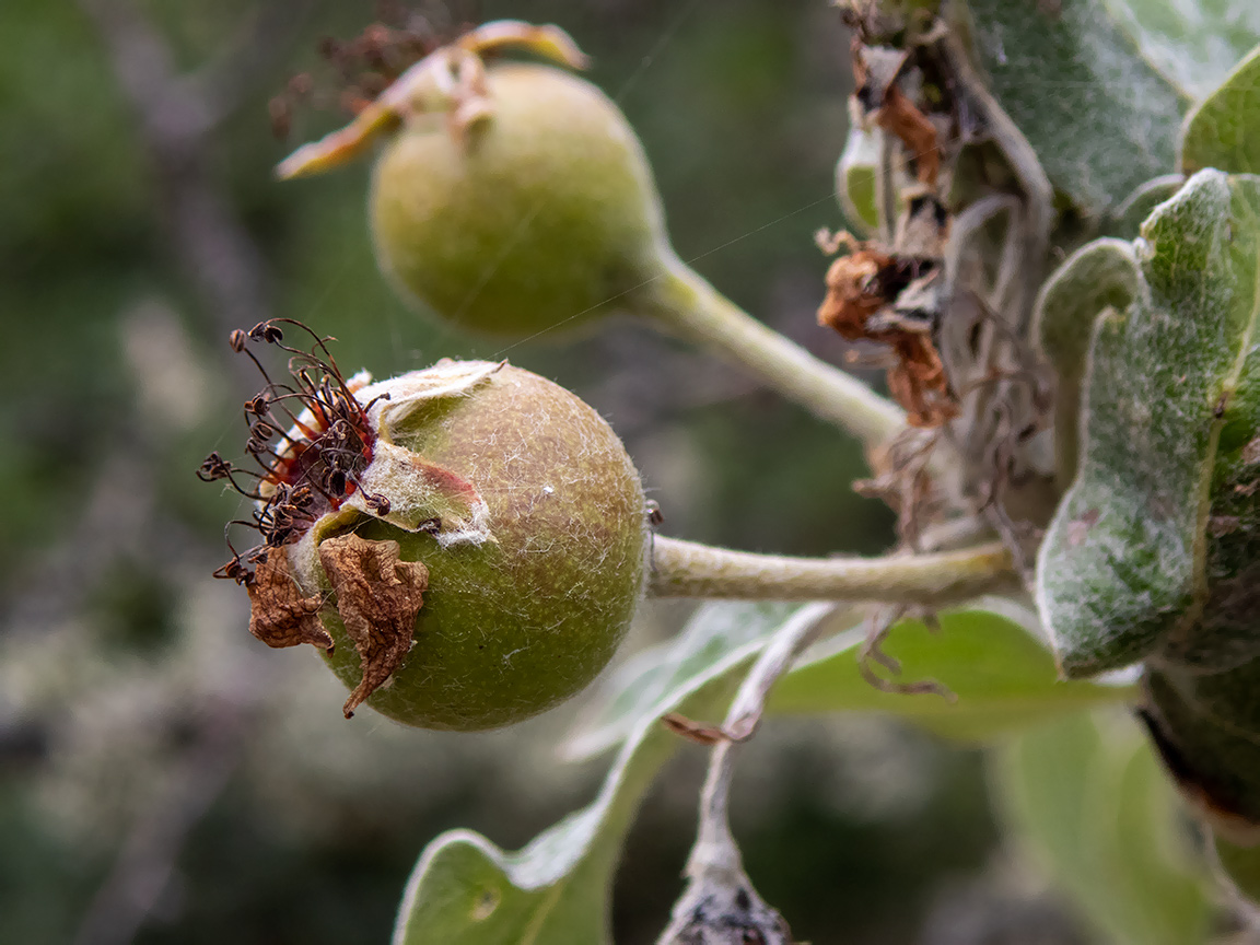 Изображение особи Pyrus elaeagrifolia.