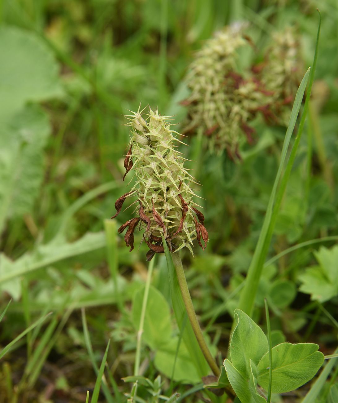 Image of Trifolium canescens specimen.