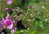 Phlox paniculata. Соцветие с раскрывшимися и отцветшими цветками, бутонами и незрелым плодом. Московская обл., Раменский р-н, окр. дер. Хрипань, садовый участок. 25.08.2024.