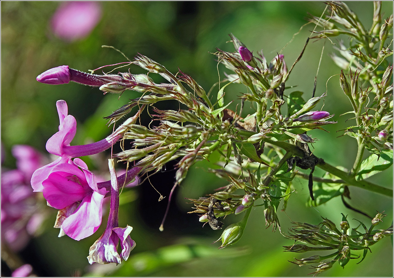 Image of Phlox paniculata specimen.