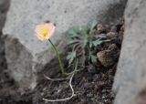 Papaver alboroseum