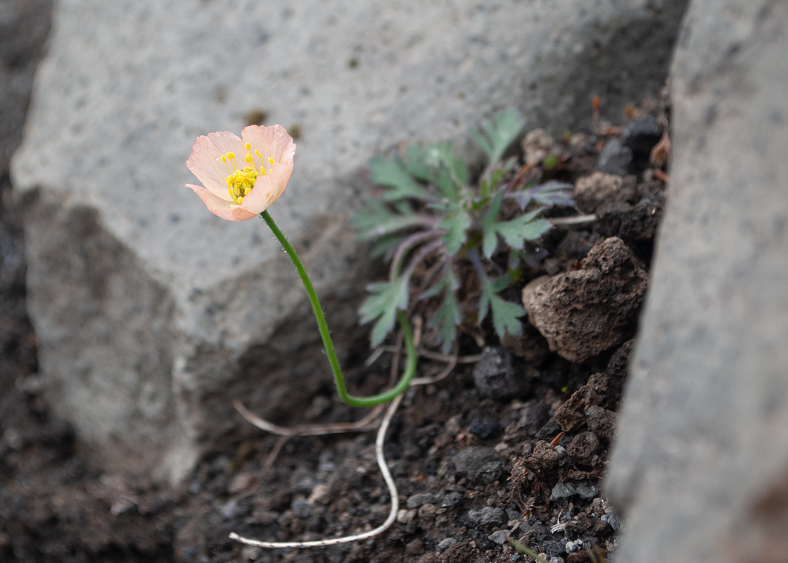 Изображение особи Papaver alboroseum.