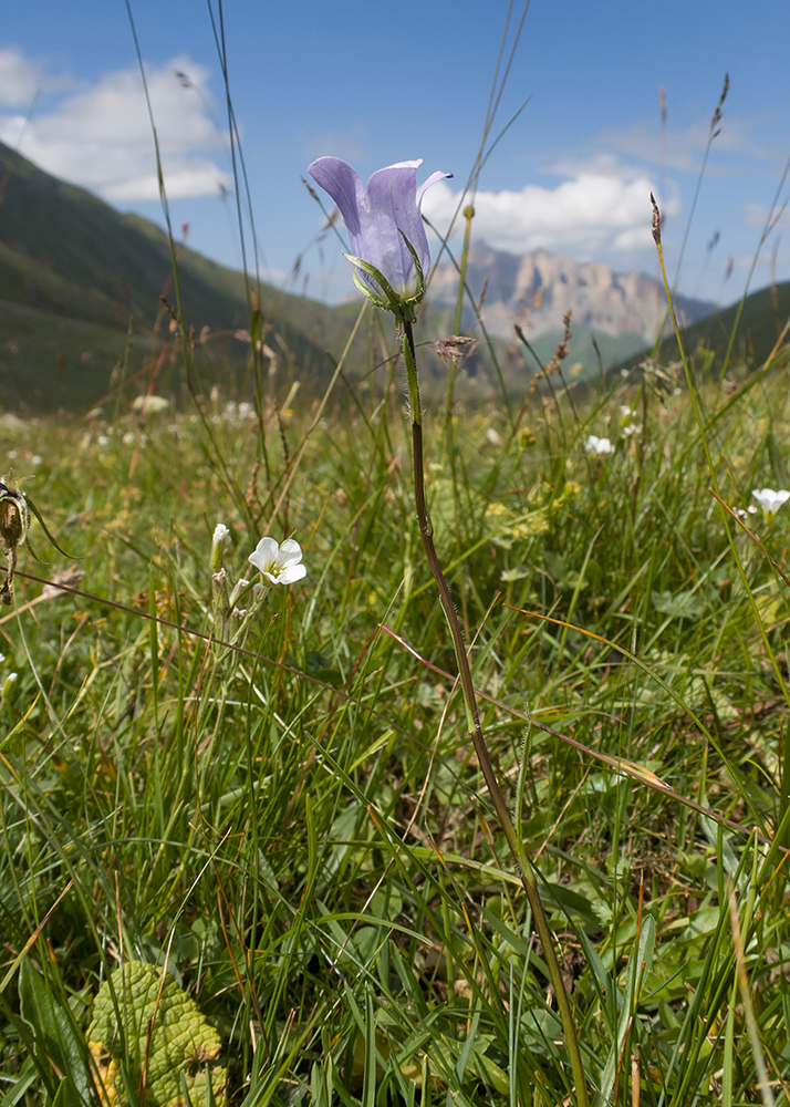 Image of Campanula ciliata specimen.