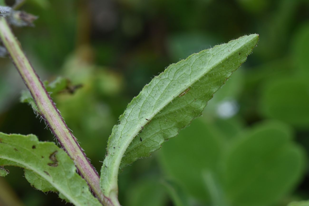 Image of genus Campanula specimen.