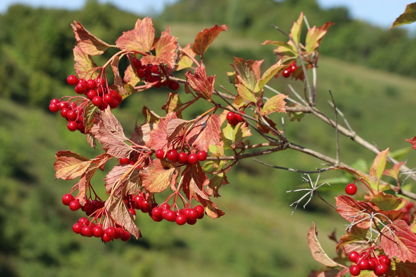 Image of Viburnum opulus specimen.