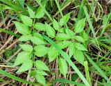 Ostericum palustre