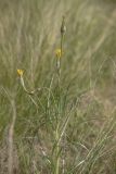 View full-size image Scorzonera mollis