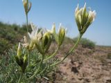 View full-size image Astragalus kronenburgii