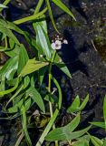 View full-size image Sagittaria sagittifolia