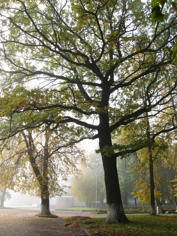 Image of Quercus robur specimen.