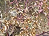 Смотреть изображение Corispermum marschallii