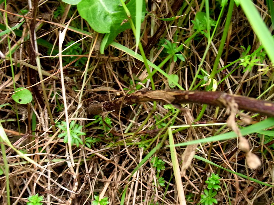 Image of Centaurea debeauxii specimen.