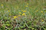 View full-size image Laphangium affine