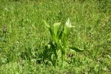 View full-size image Colchicum speciosum