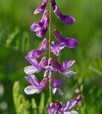 Vicia tenuifolia. Часть соцветия. Московская обл., Раменский р-н, окр. дер. Хрипань, лесная поляна. 15.06.2003.