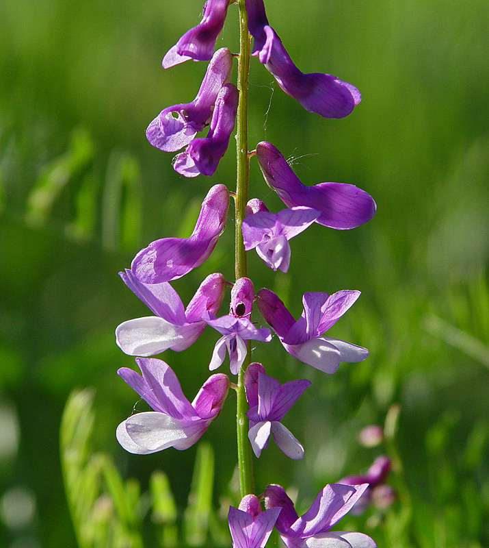 Изображение особи Vicia tenuifolia.