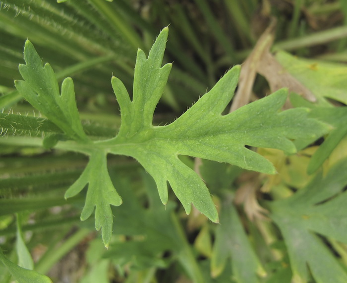 Image of Papaver amurense specimen.