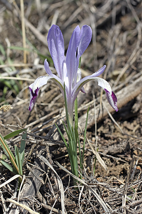 Изображение особи Iridodictyum kolpakowskianum.