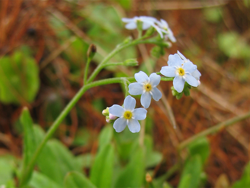 Image of Myosotis cespitosa specimen.