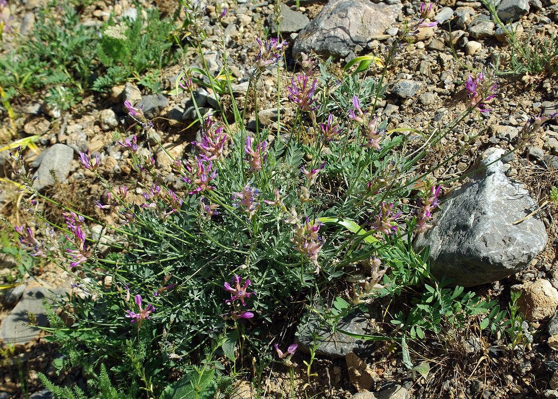 Image of Astragalus schrenkianus specimen.