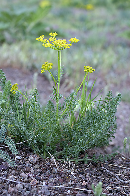 Изображение особи семейство Apiaceae.