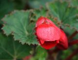 Begonia × tuberhybrida. Цветок. Московская обл., Раменский р-н, окр. дер. Хрипань, садовый участок. 13.06.2011.